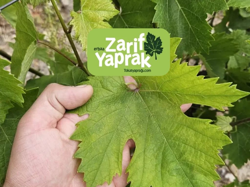 Doğal Yemek Mirasının Vazgeçilmezi Tokat yaprağı Hakkında Tüm Edilenler