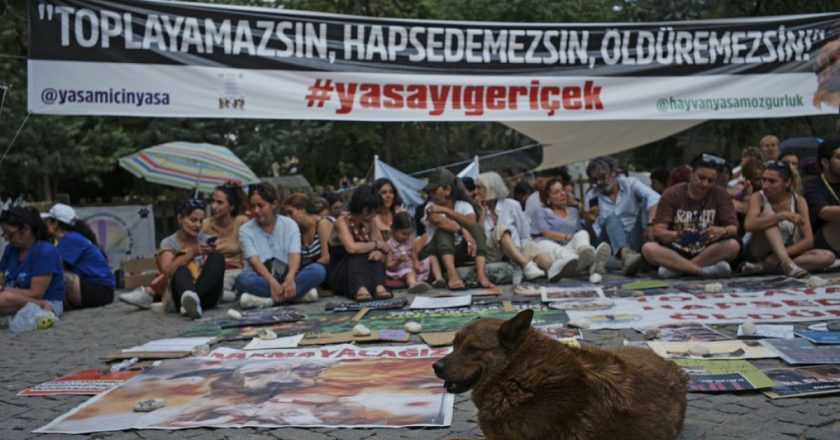 Eski AK Parti Milletvekili Tamil Şayyar: “Köpekler hiçbir kurala uyulmadan hunharca katlediliyor”