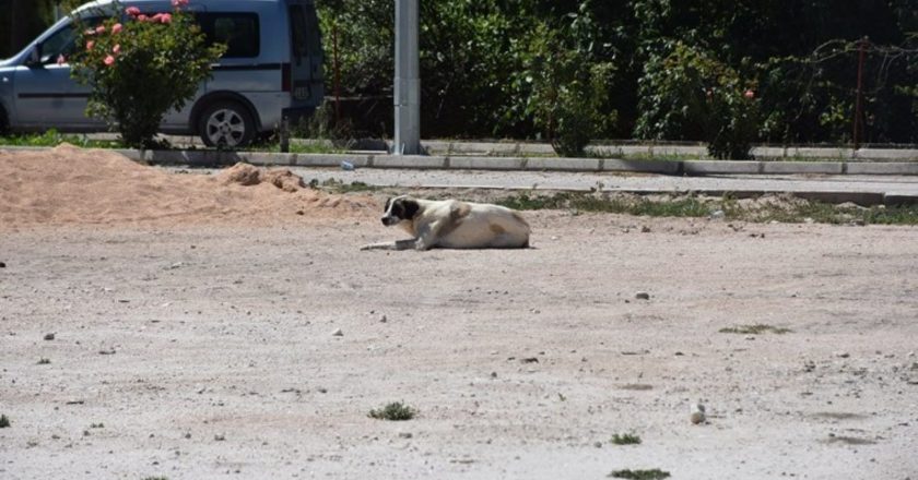 Amasya’da vahşet: Köpeği kamyonun arkasına bağlayıp sürükledi, o anlar kameraya yansıdı – Son Dakika Türkiye Haberleri