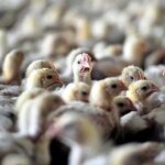 Almanya’da kuş gribi alarmı: Kümesler kapandı, panayırlar iptal – Son Dakika Dünya Haberleri